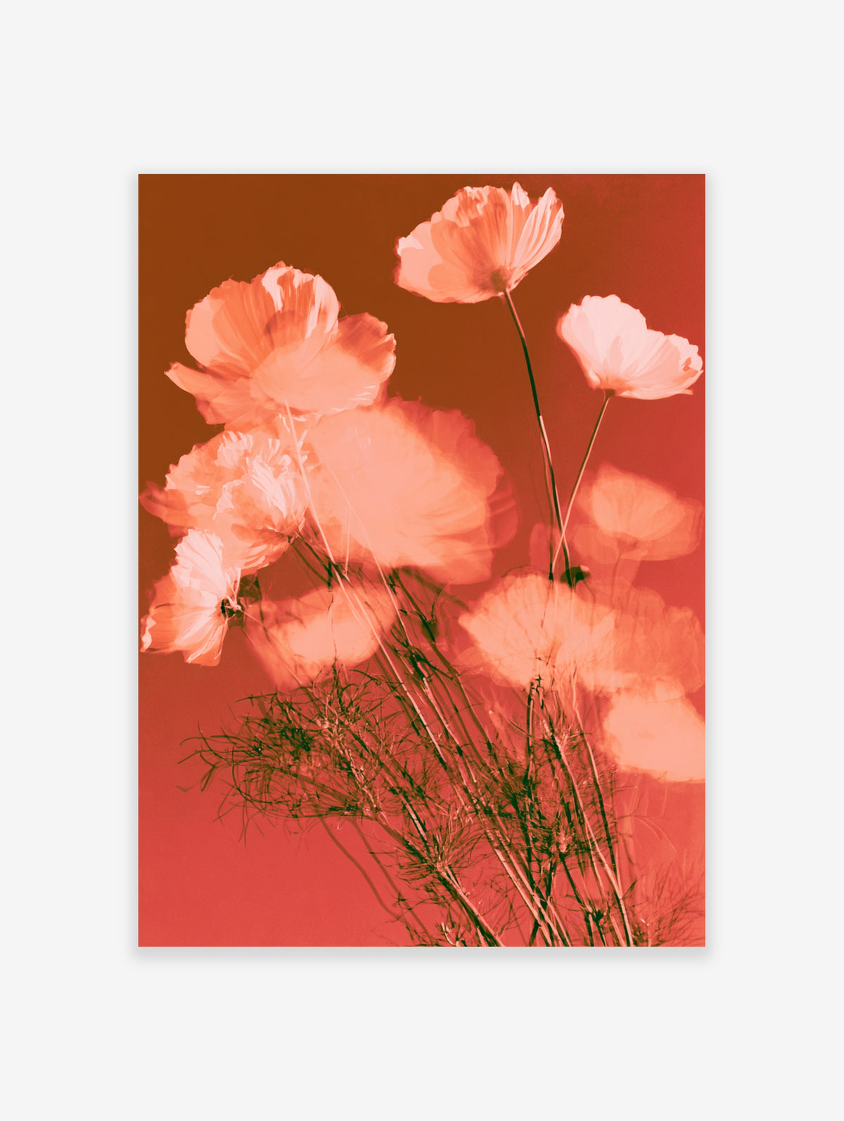 Coral pink poppy flowers with green foliage on a warm red background, floral art print