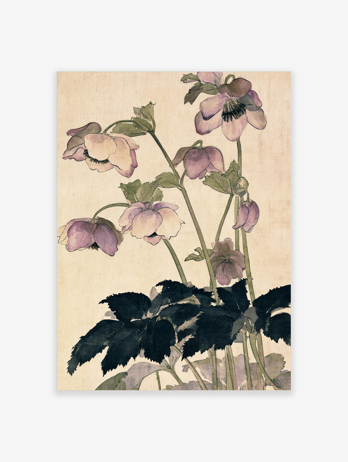 Purple hellebore botanical illustration with dark leaves and green stems on beige background