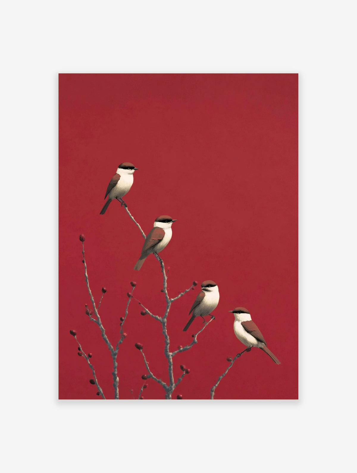 Four red-backed shrike birds on bare branches with red berries against a striking red background