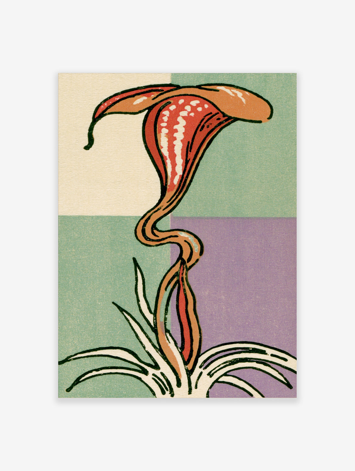 Red calla lily poster with twisted stem and white speckled spathe on green and purple colour block background