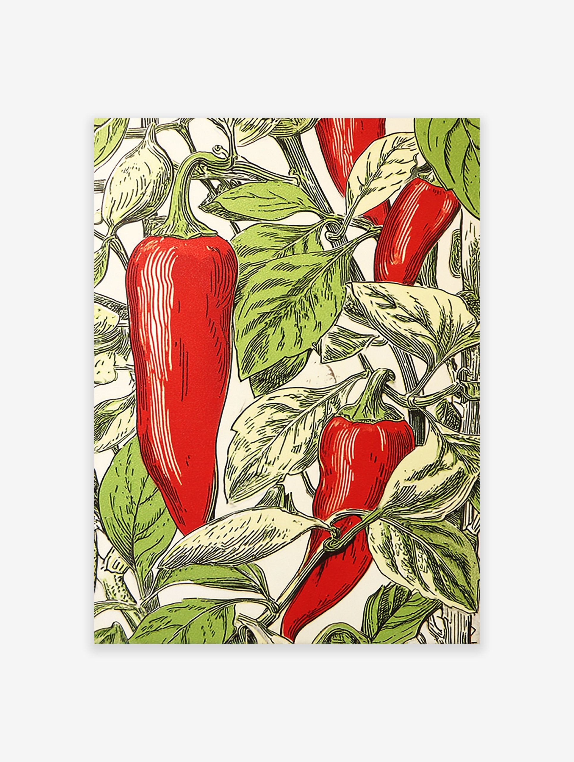 Red chili pepper botanical illustration poster with green leaves on a white background, perfect for kitchen decor.