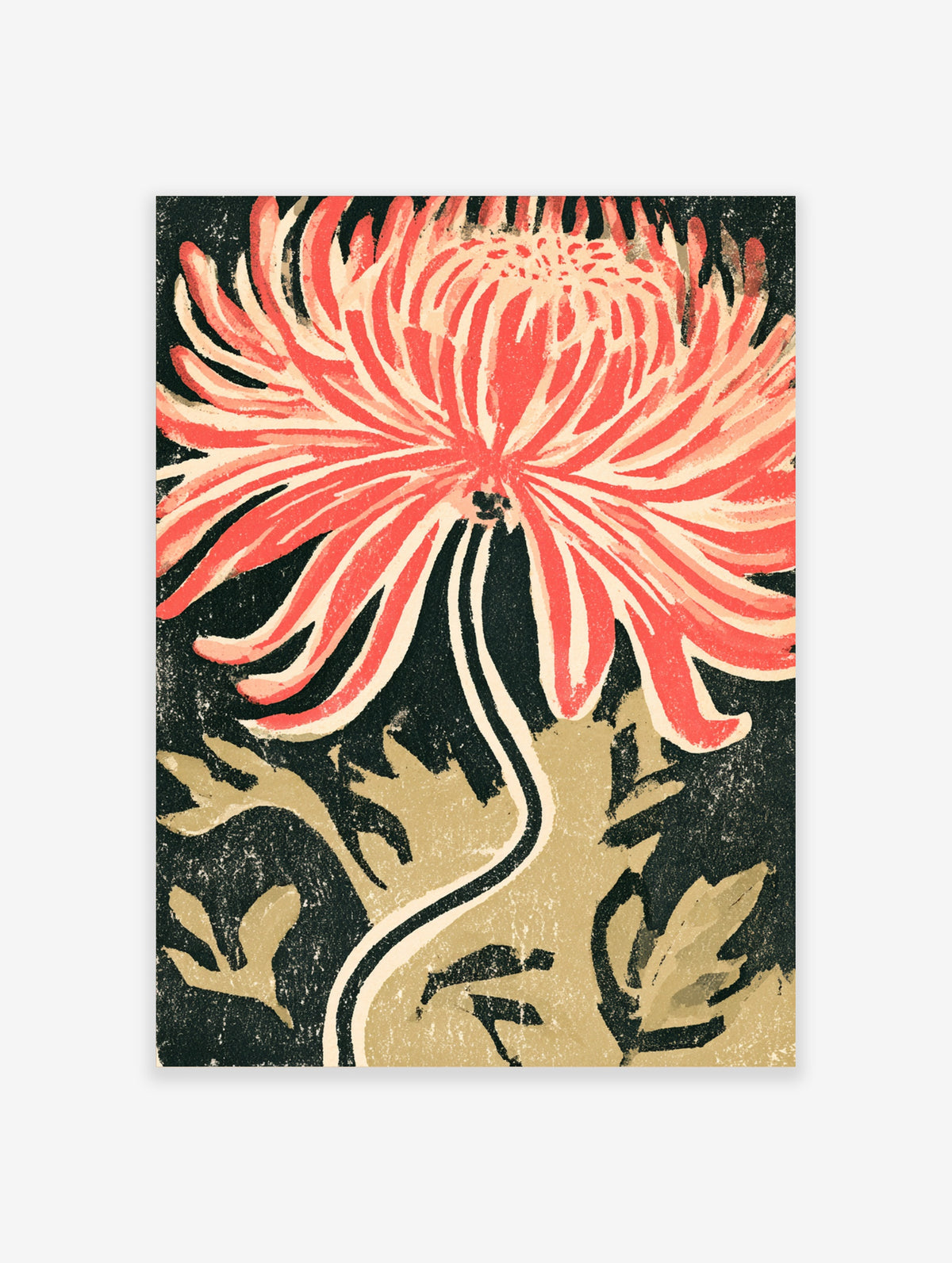 Red chrysanthemum flower art print with coral petals and cream centre on dark background