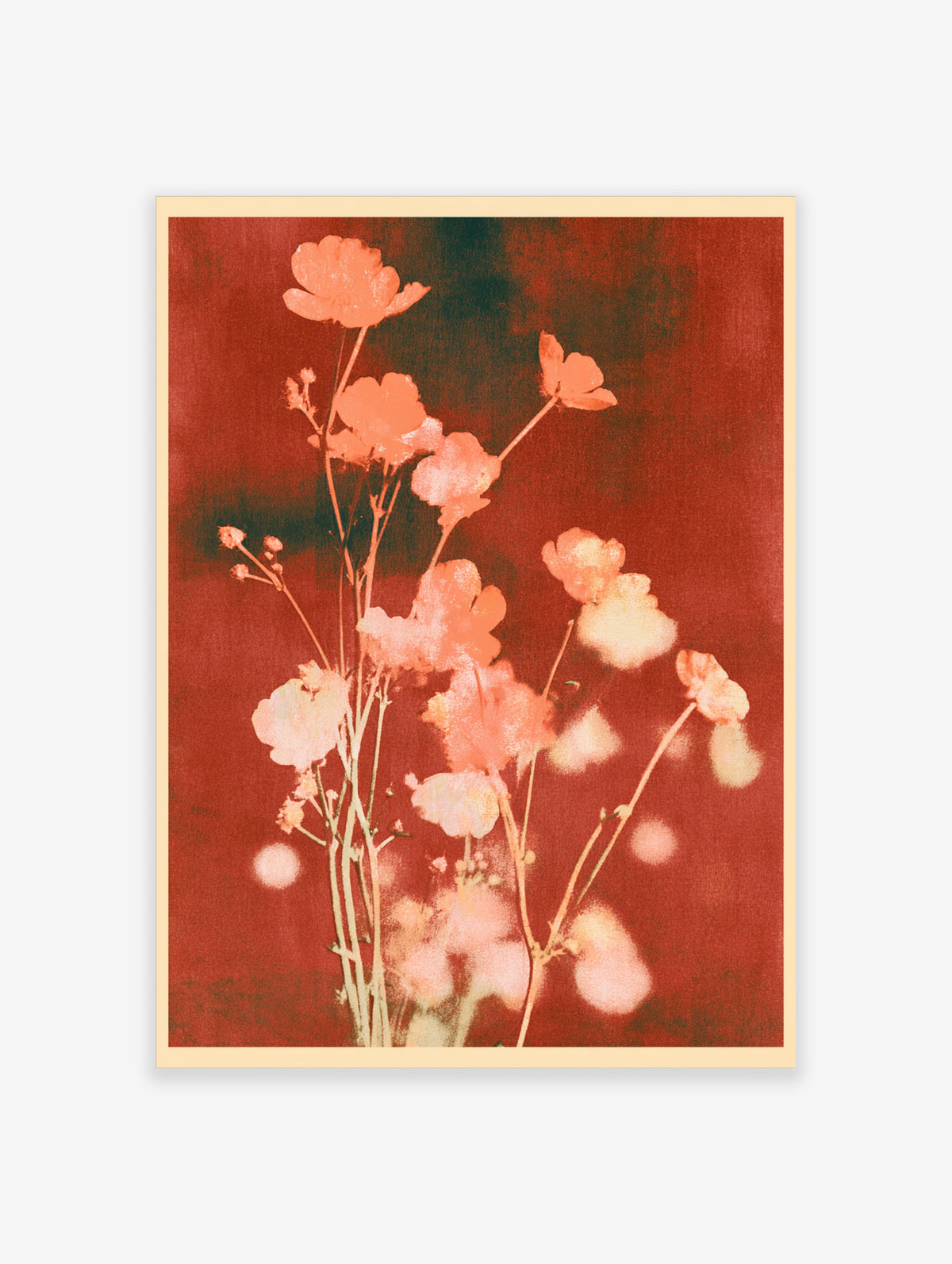 Coral-pink flowers on slender stems against a deep red background, botanical art print