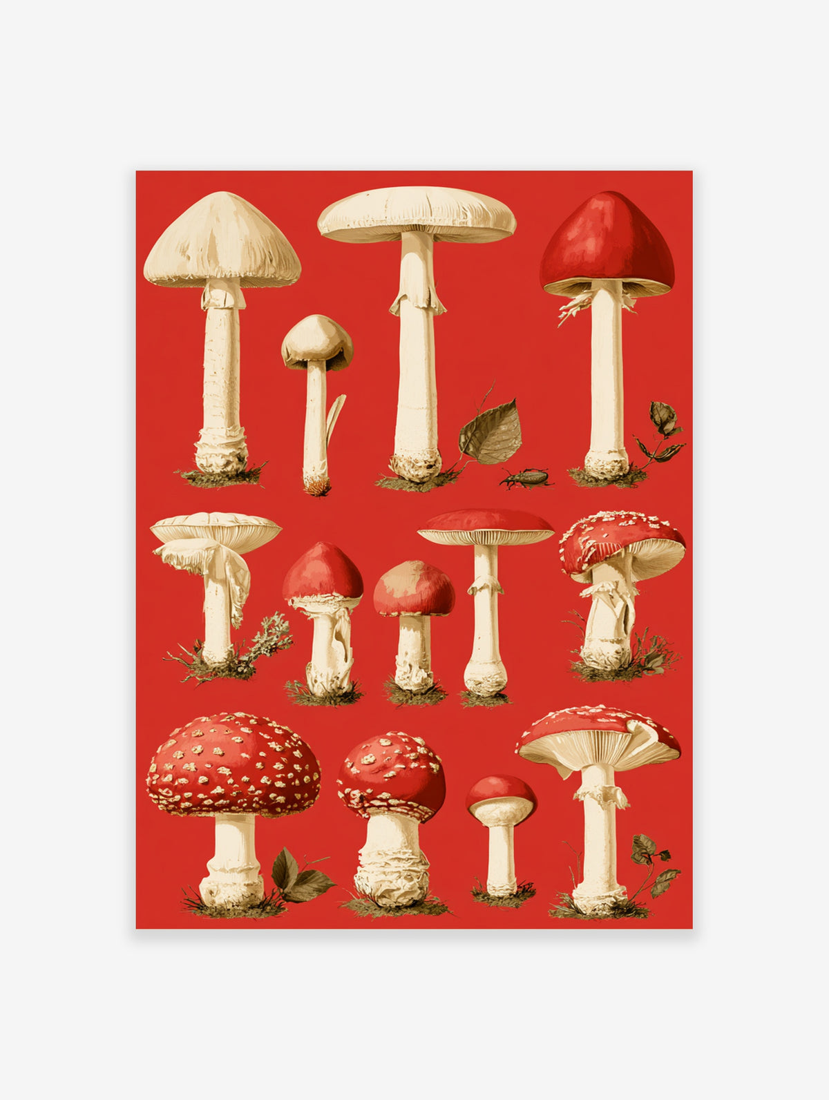 Red mushroom wall art with detailed botanical illustrations of fly agarics and field mushrooms on a red background