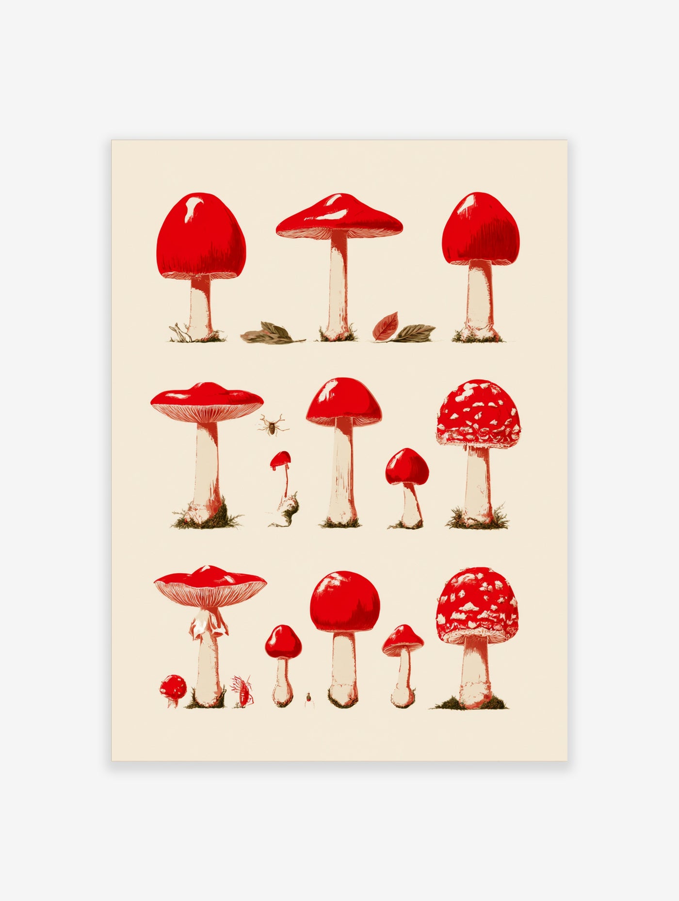 Red mushroom botanical illustration print with various toadstools on light background