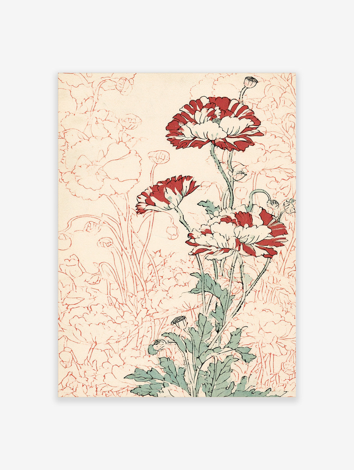 Red and white poppy flower poster with outline botanical background
