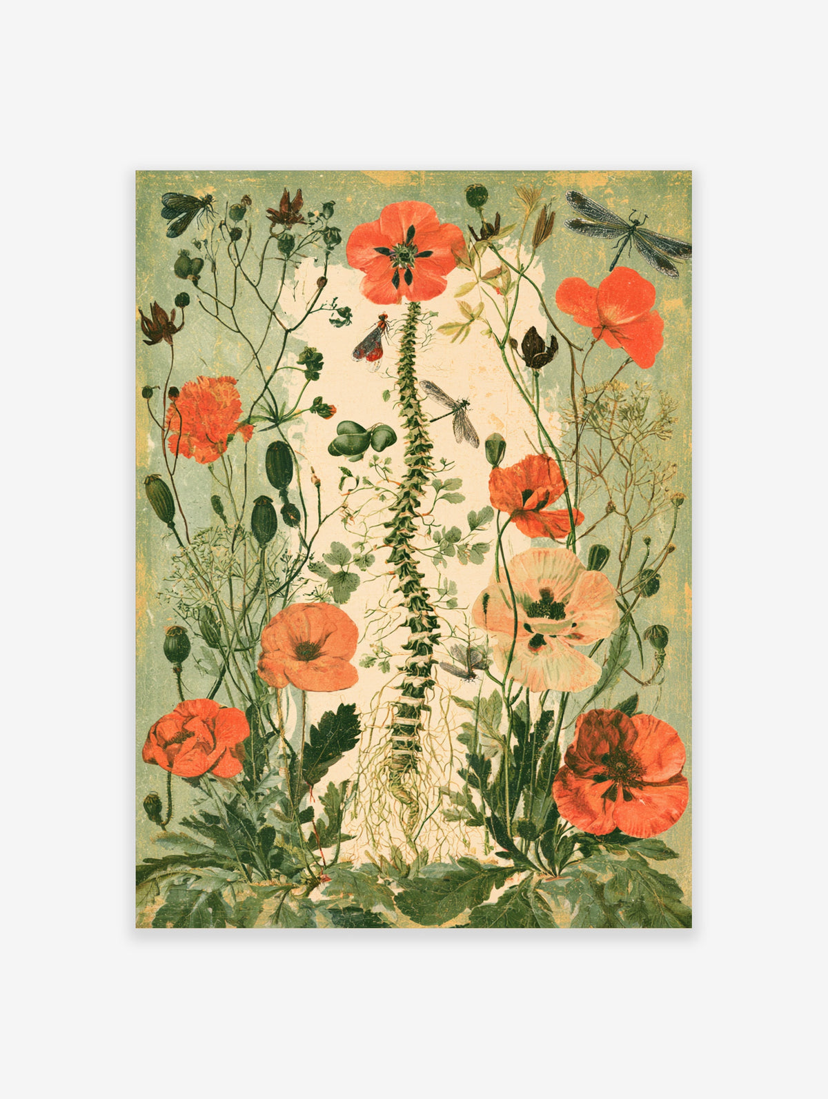 Red poppy botanical illustration with green seed pods and dragonflies on a textured background
