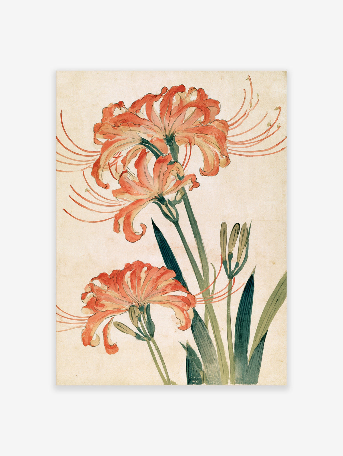 Red spider lily botanical illustration with orange petals and green stems on cream background