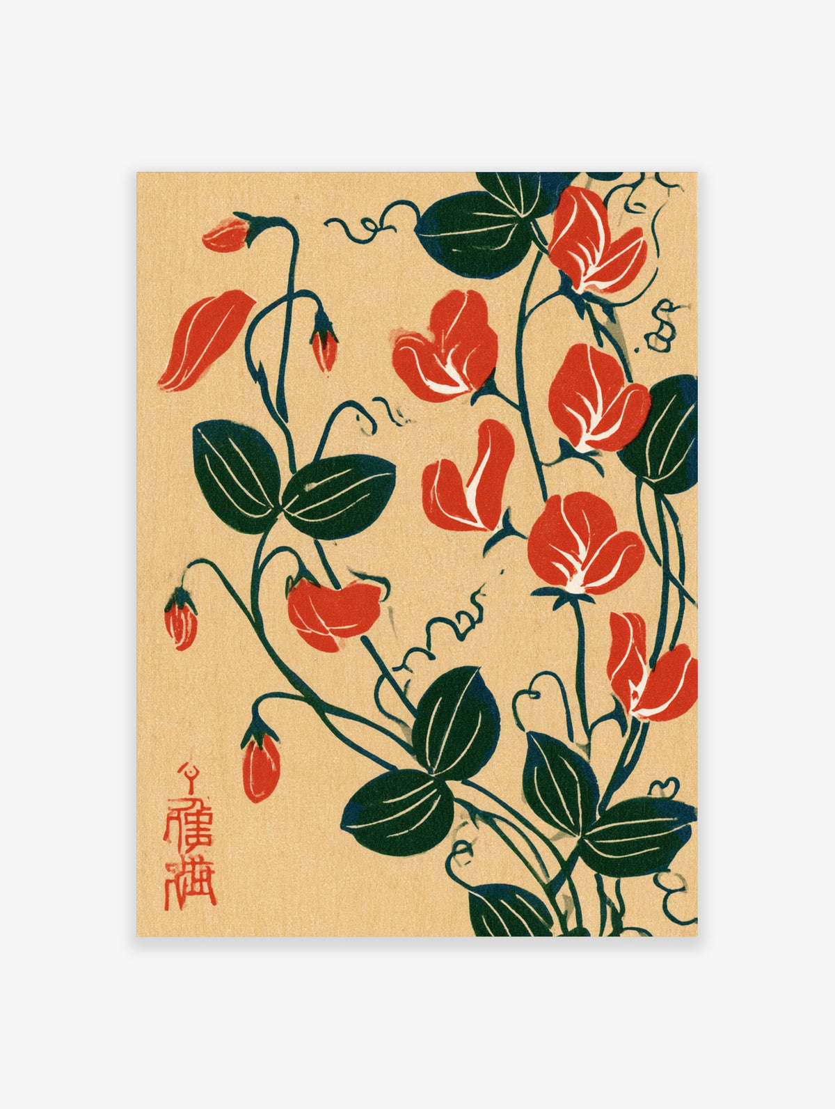 Red sweet pea flower botanical illustration with dark green leaves and tendrils on a tan background