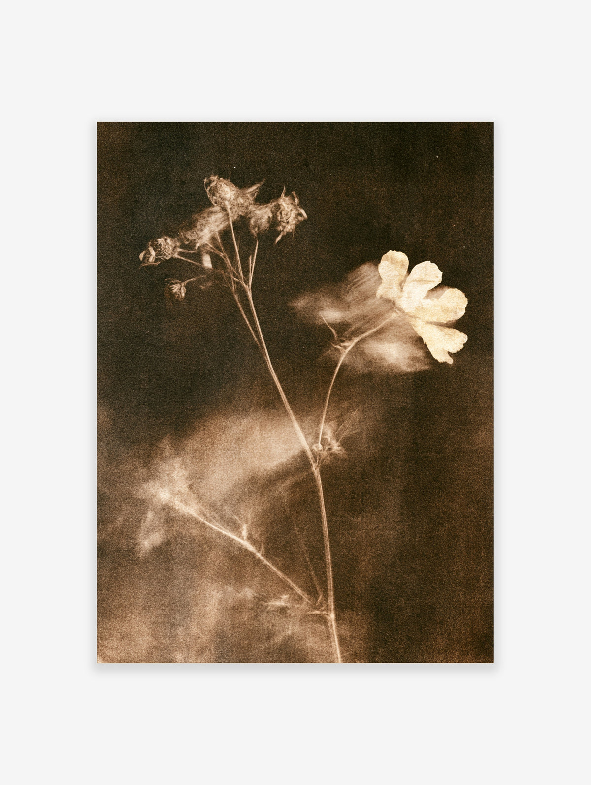 Sepia botanical print of a dried flower stem with pale bloom and blurred petals on dark background