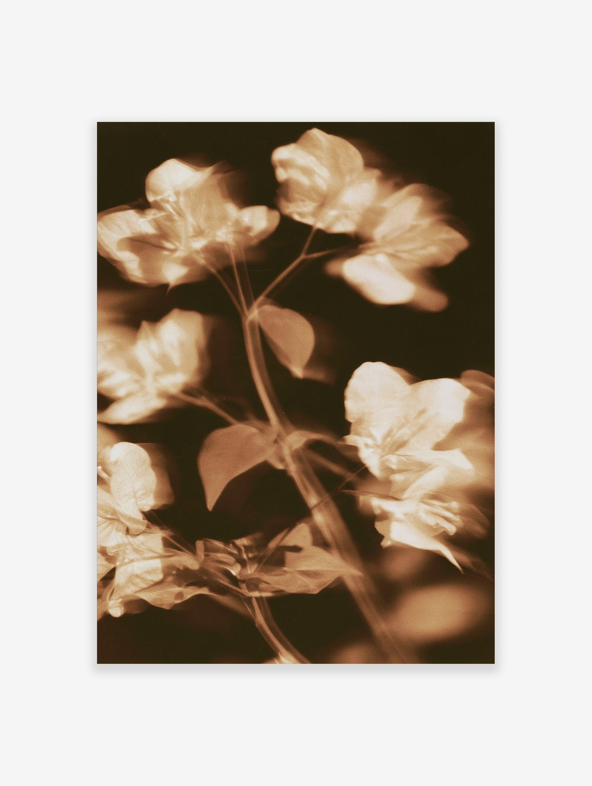 Sepia bougainvillea blossom clusters with slender stems on a dark background, soft-focus floral art print