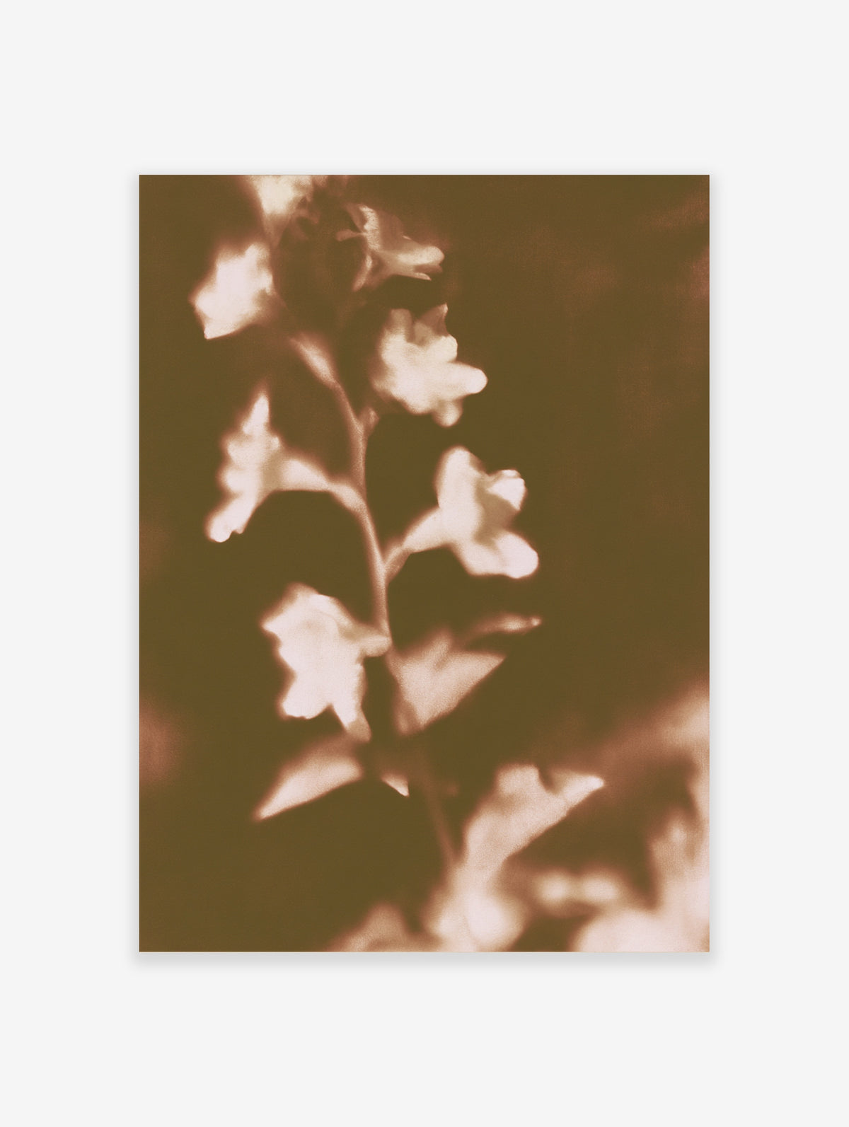 Sepia floral poster with vertical stem of blurred cream blossoms on dark background