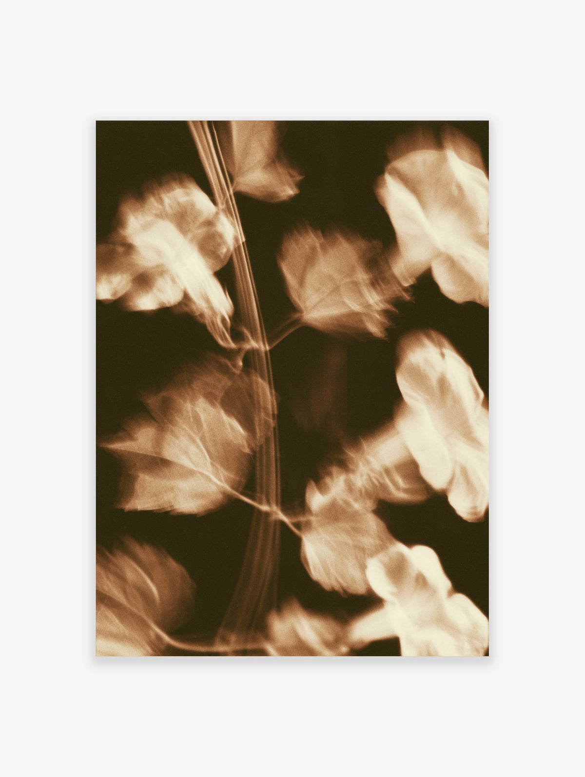 Sepia leaf motion blur art print with soft focus botanical forms on dark background