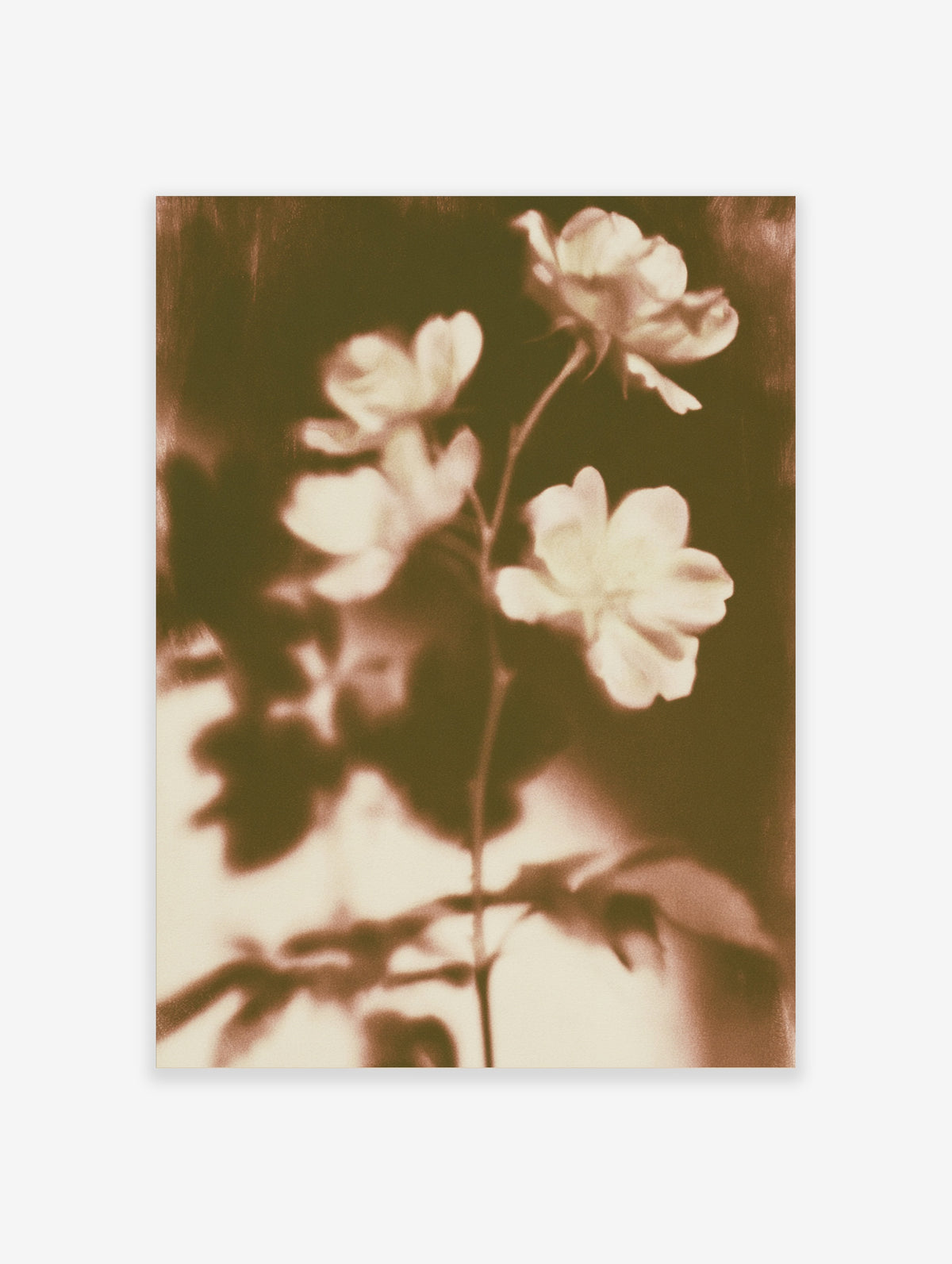 Sepia rose flower art print with three pale blooms on a stem against a dark blurred background