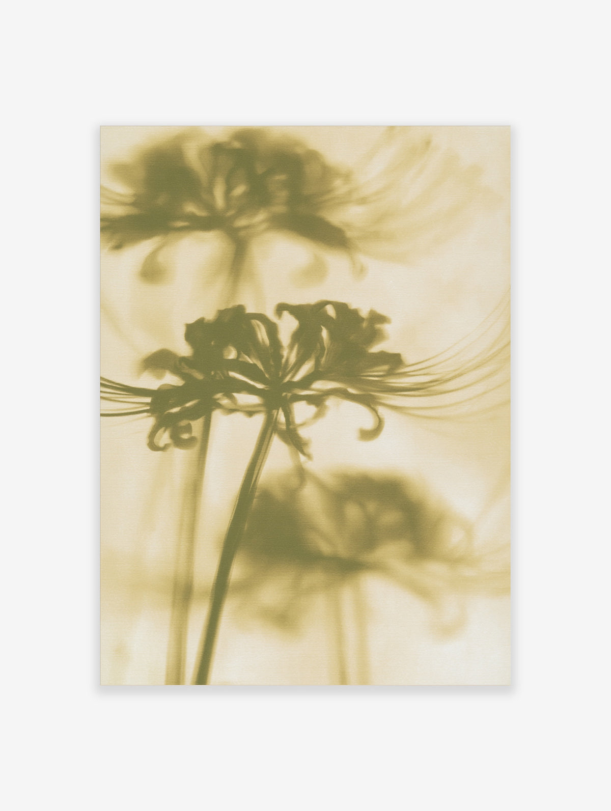 Sepia spider lily flower print with silhouetted petals and long stamens on beige background