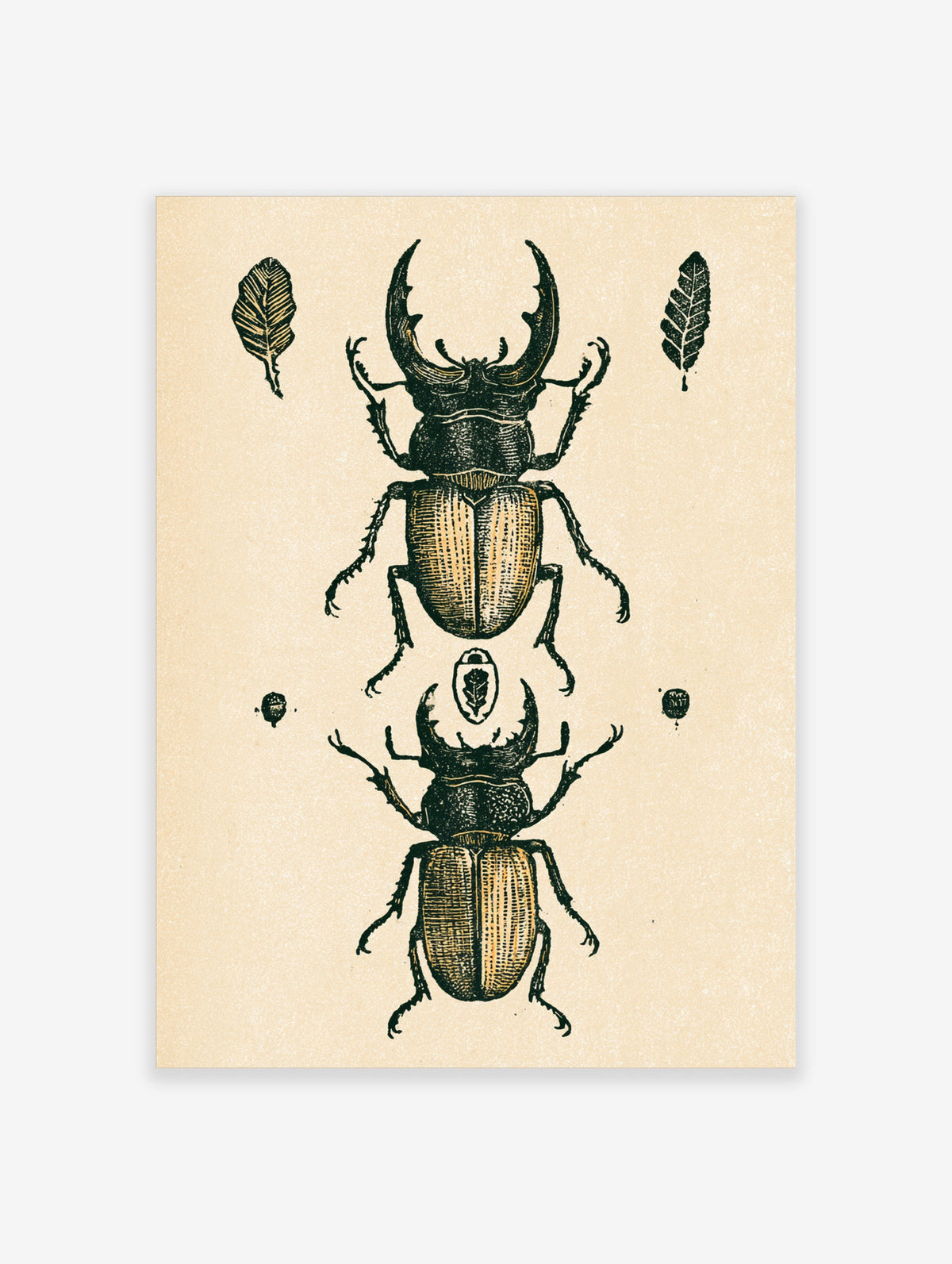 Vintage stag beetle entomology art print with two insects and leaf motifs on cream background