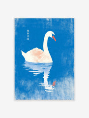 White swan with orange beak floating on blue water with reflection and Chinese text