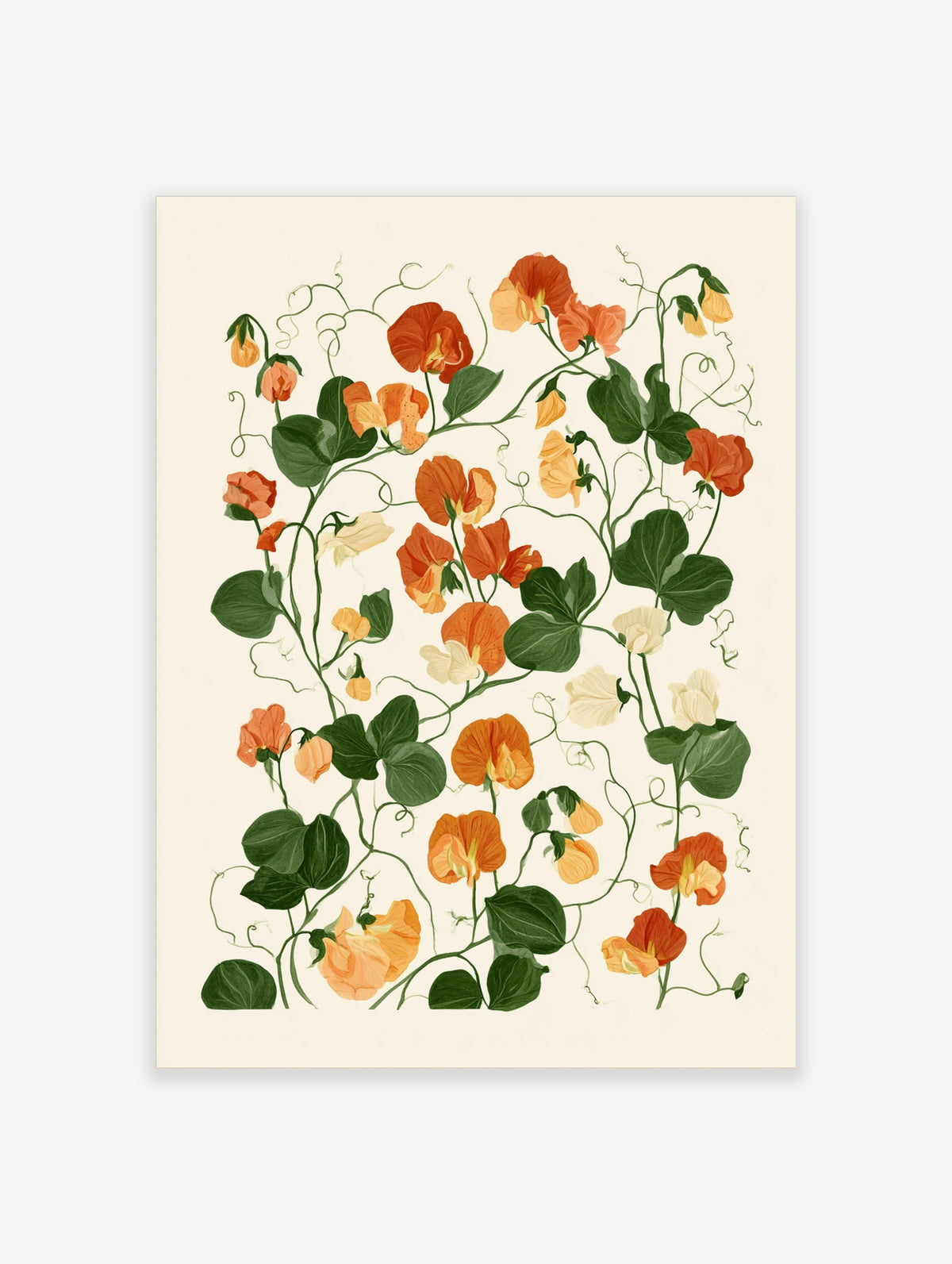 Sweet pea flower botanical illustration art print with orange and cream blooms on beige background