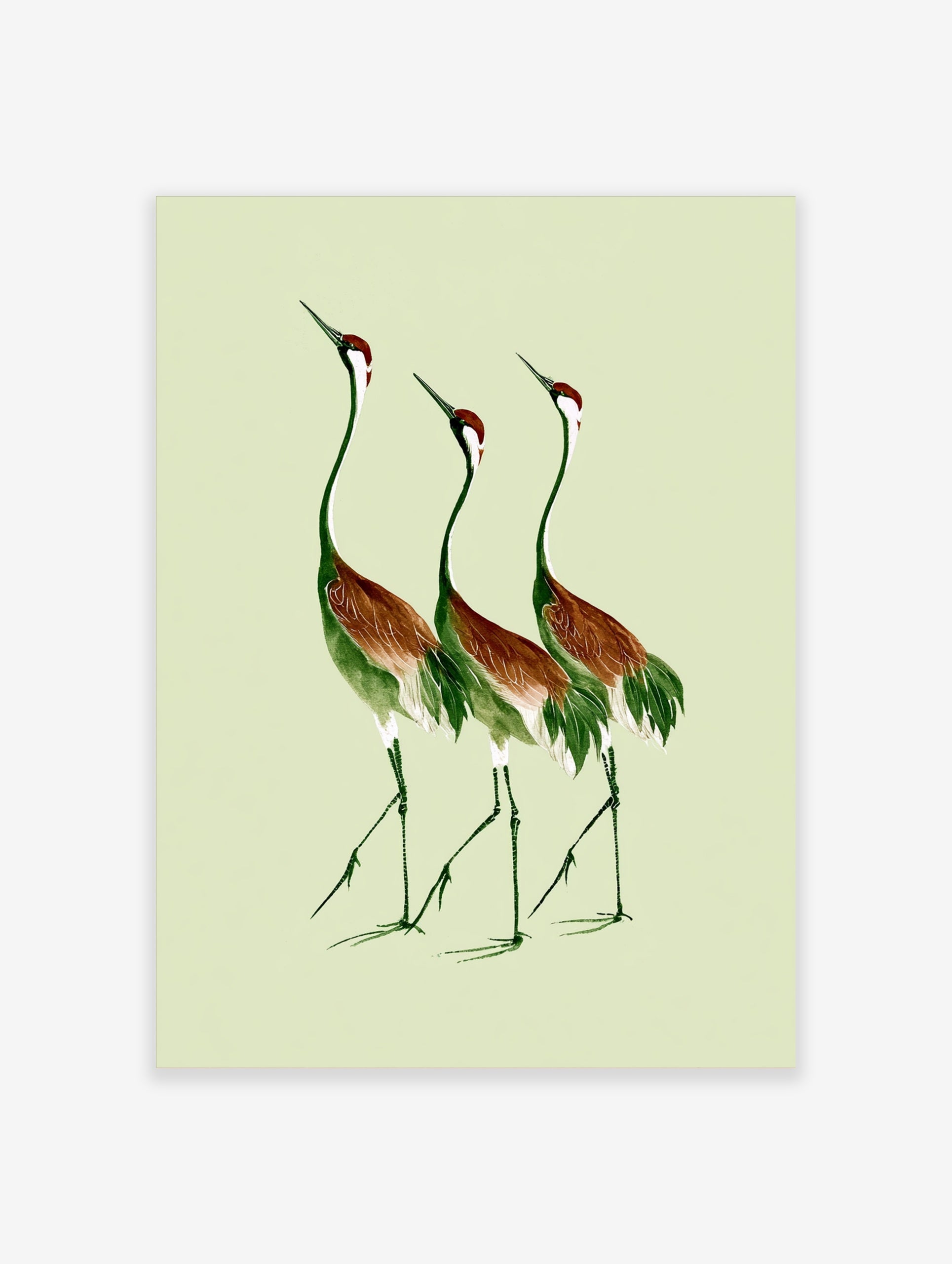 Three cranes illustration in green and russet brown on a light green background, botanical bird wall art print