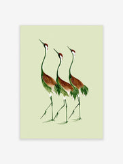 Three cranes illustration in green and russet brown on a light green background, botanical bird wall art print