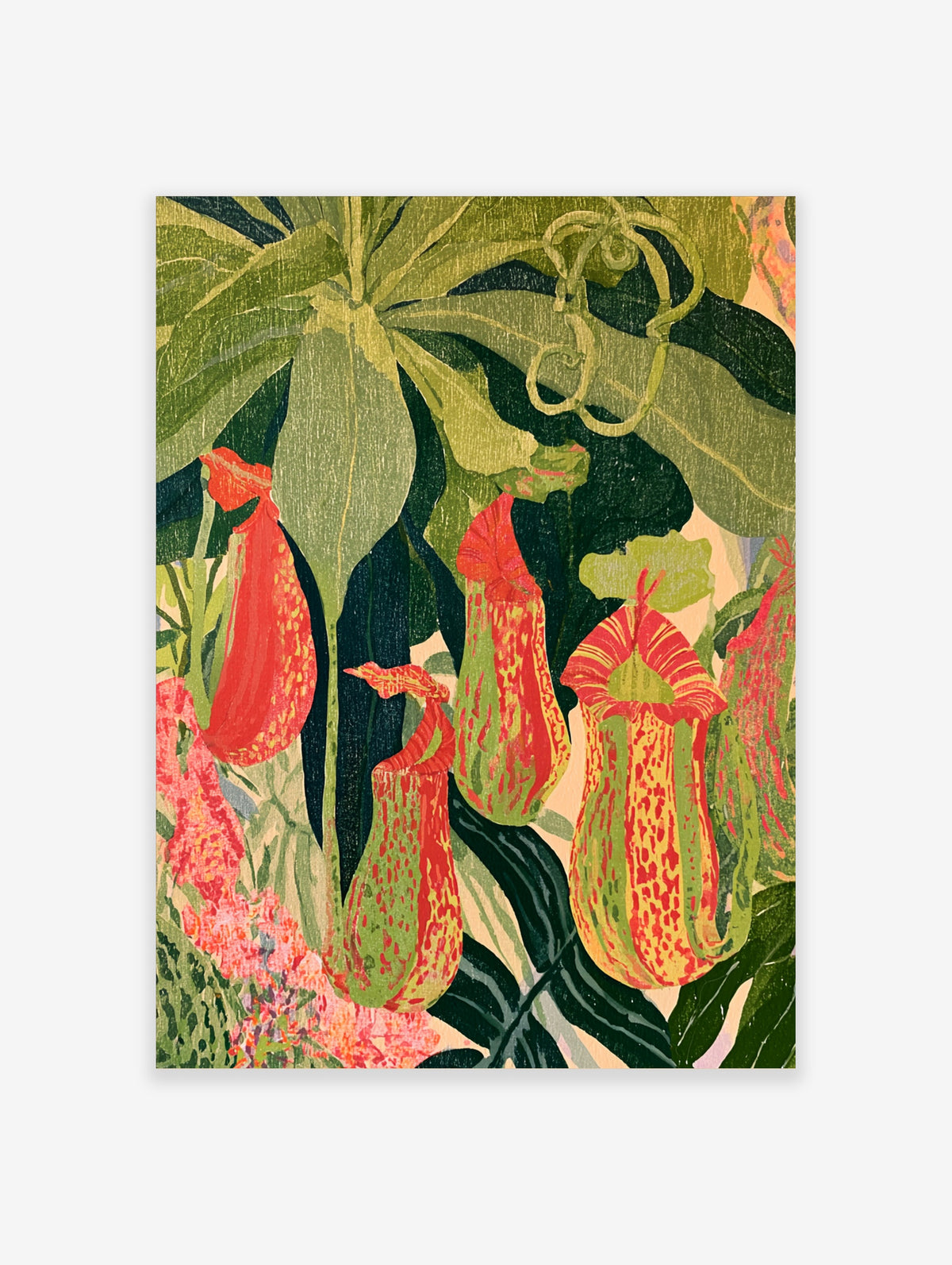 Tropical pitcher plant botanical poster with red and green veined pitchers and dark leaves