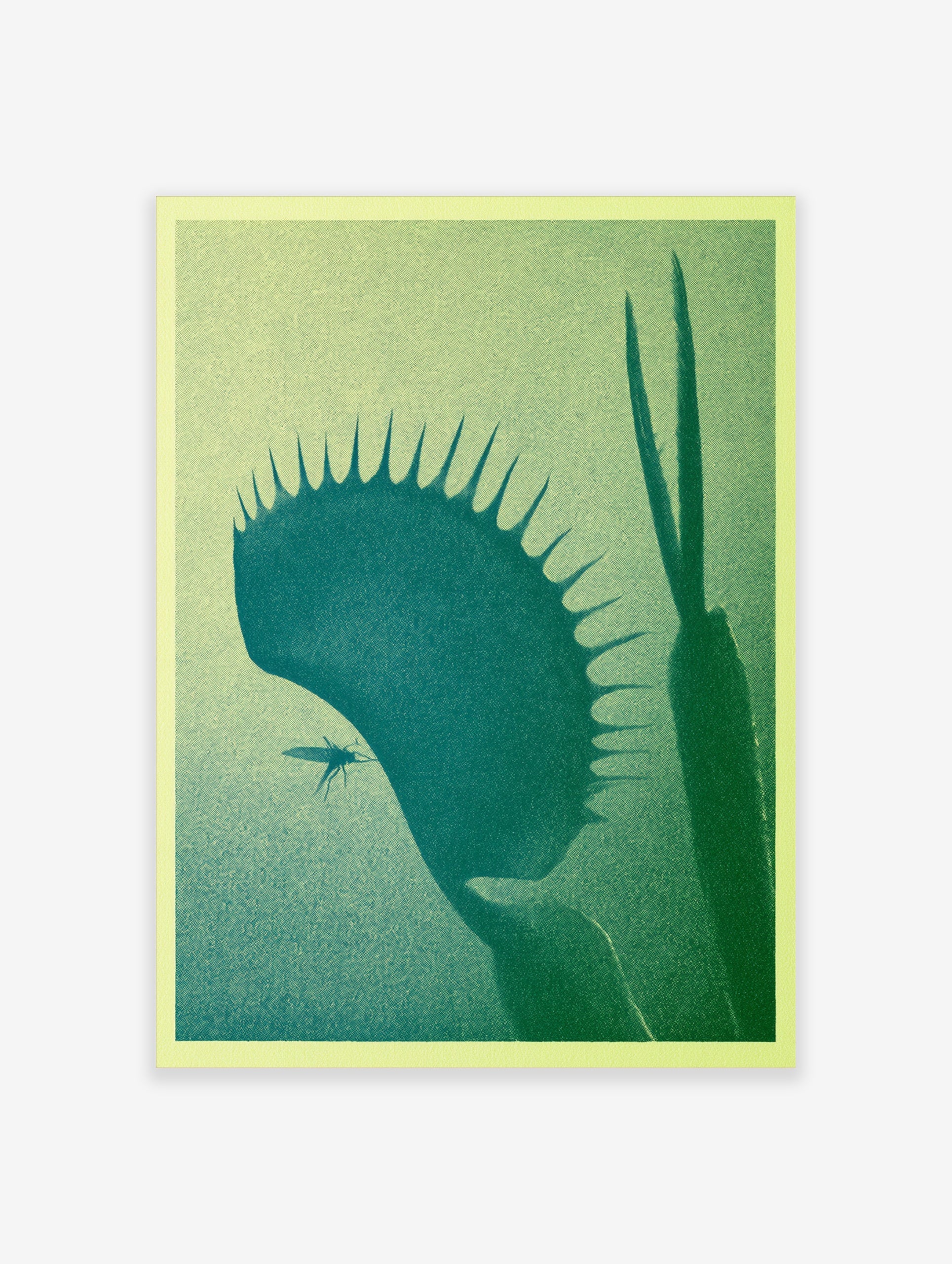 Graphic botanical illustration of a Venus flytrap plant with a fly, in green and yellow gradient on a light background