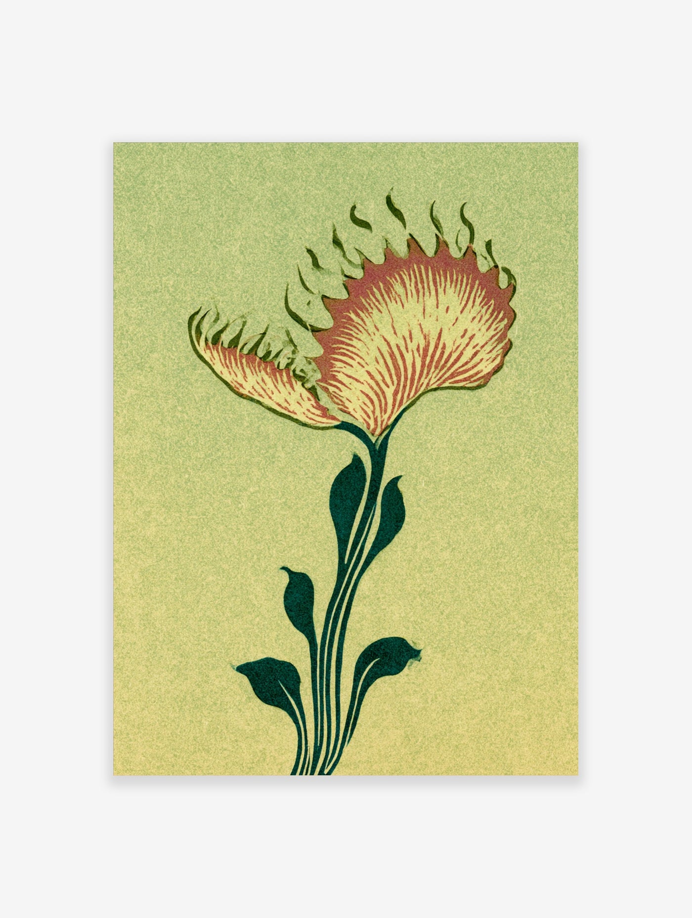 Vintage botanical illustration of a Venus Flytrap plant with green leaves and red trap interior on a textured background