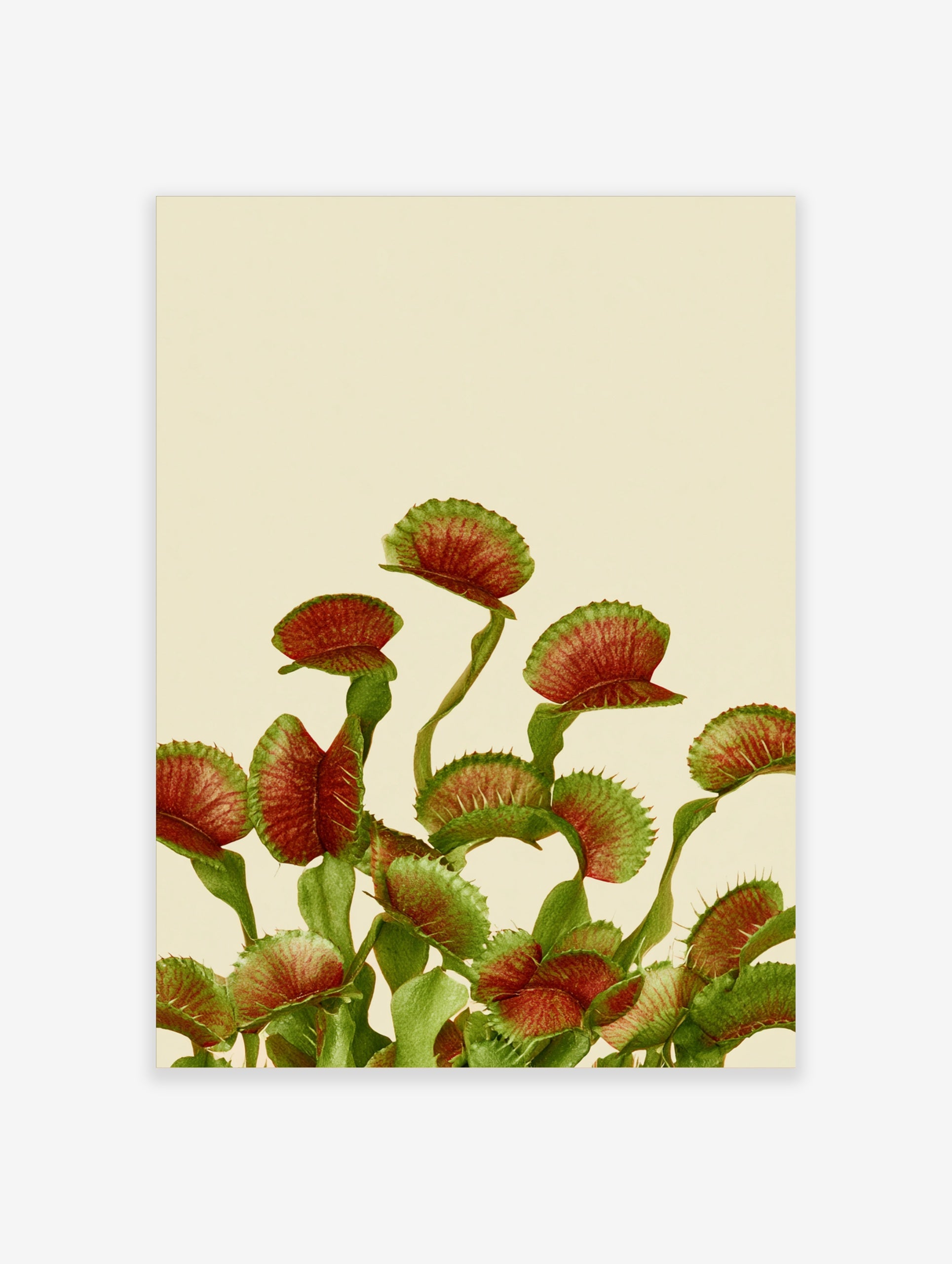 Botanical Venus flytrap plant wall art print with detailed red and green traps on a neutral cream background