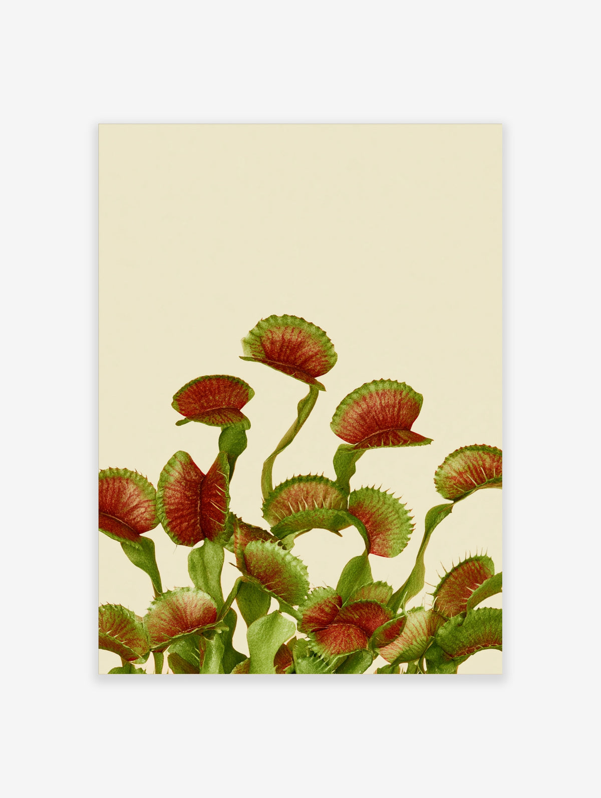 Botanical Venus flytrap plant wall art print with detailed red and green traps on a neutral cream background