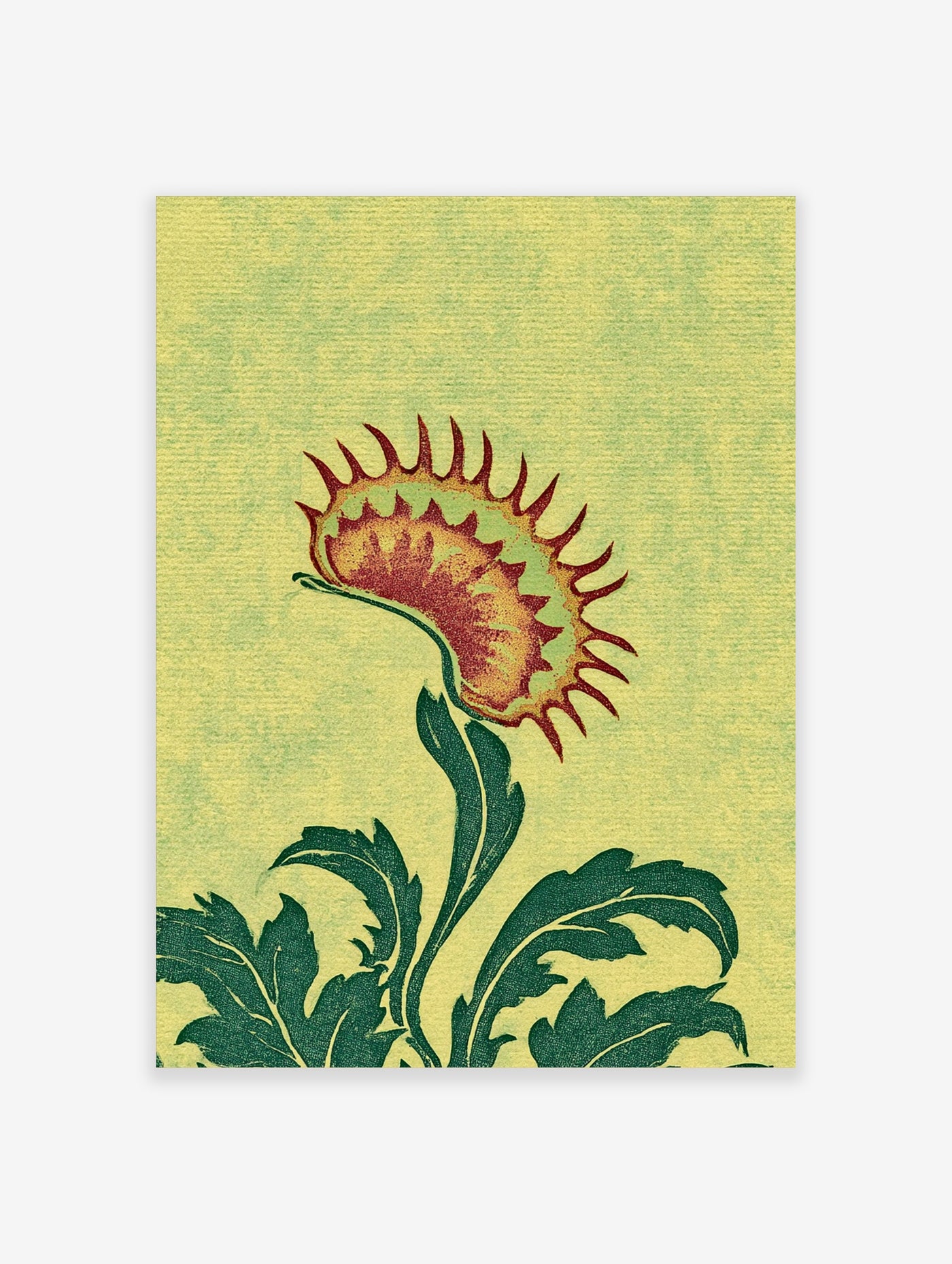 Vintage botanical illustration of a Venus Flytrap with green leaves and a red-tipped trap on a textured yellow background