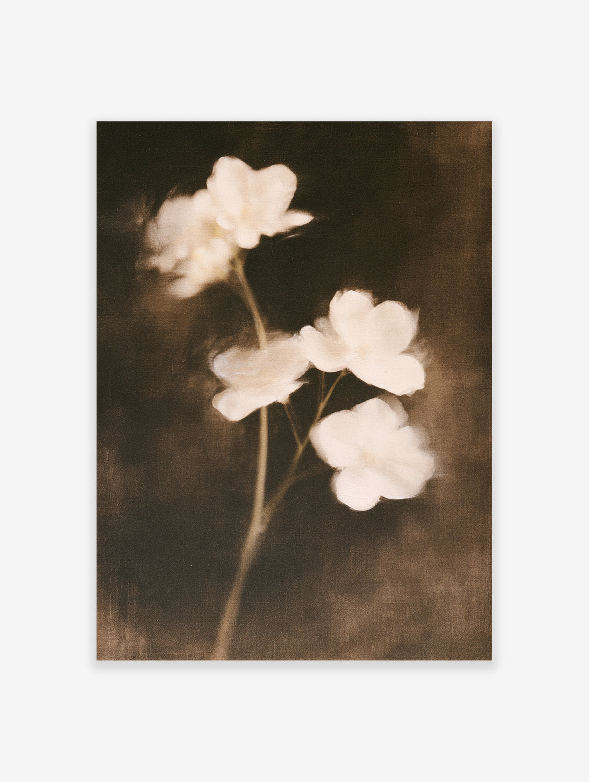 White blossom flowers on a slender branch against a dark brown background, floral wall art print