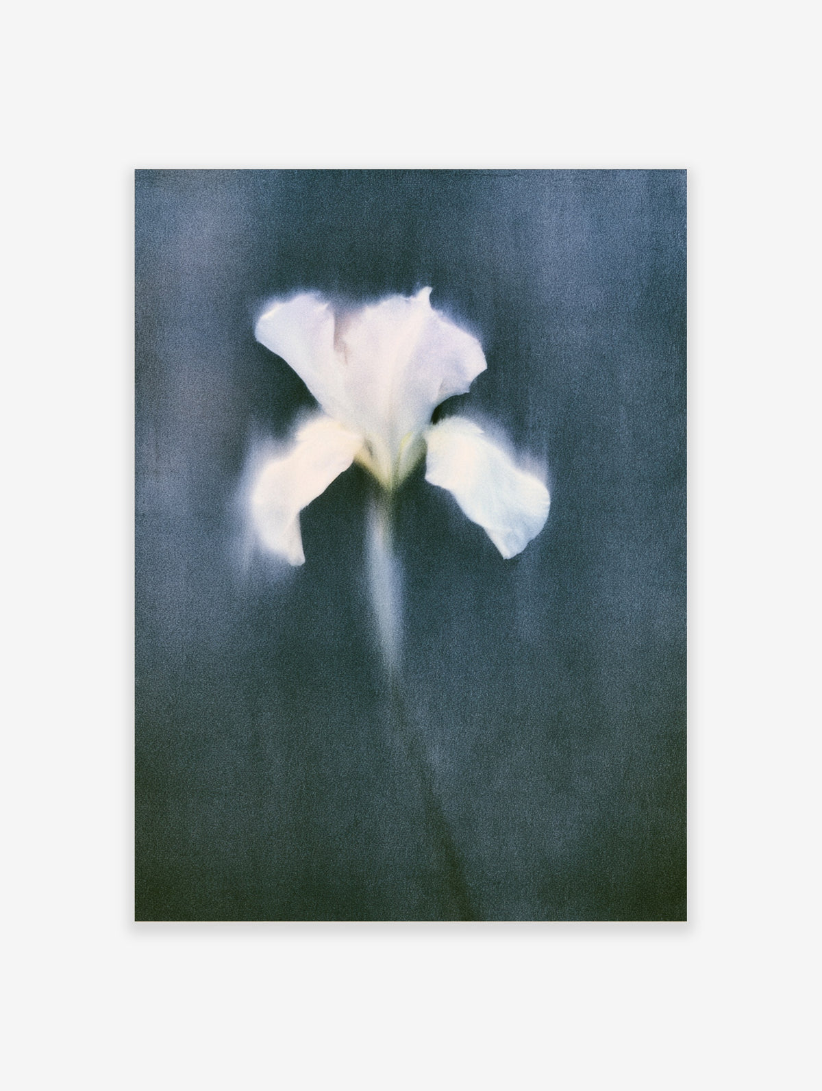 White iris flower with soft petals and blurred stem on dark blue background, minimalist floral art print