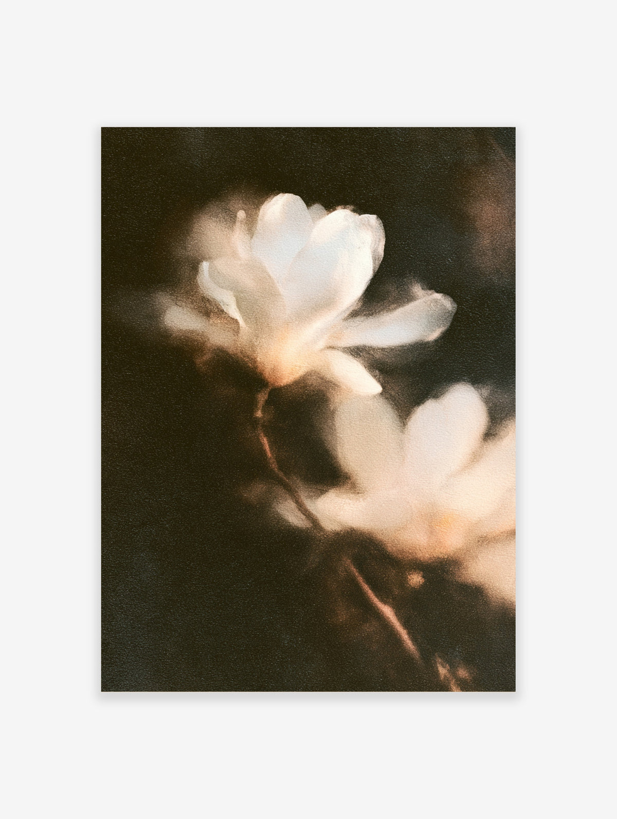 White magnolia blossom in soft focus on a dark brown background, floral art print