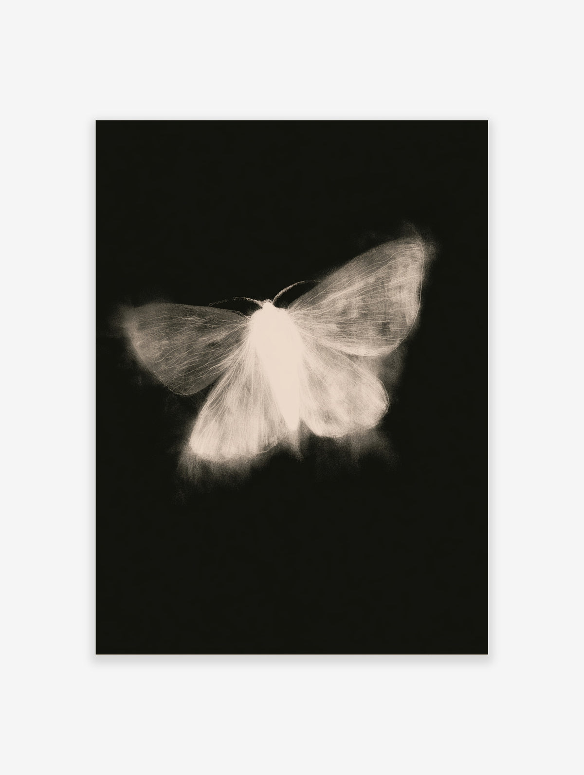 White moth with translucent wings glowing against a black background, insect art print