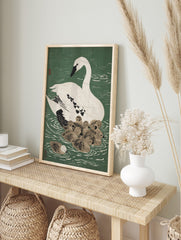 White swan with black beak and eye swimming with a cluster of brown cygnets on green water, in an alternate framed mockup