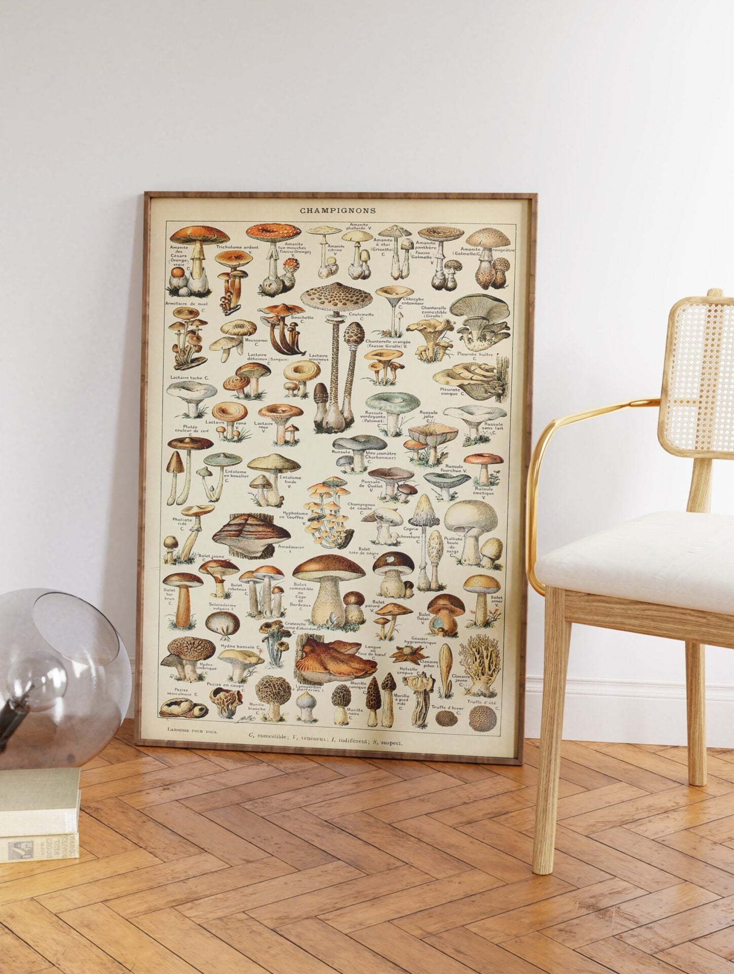 Mushroom Poster by Adolphe Millot, Adolphe Millot Print