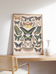 Papillons Poster by Adolphe Millot, Adolphe Millot Butterfly Print