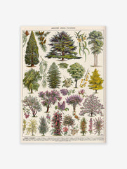 Vintage Tree Poster, Botanical Print