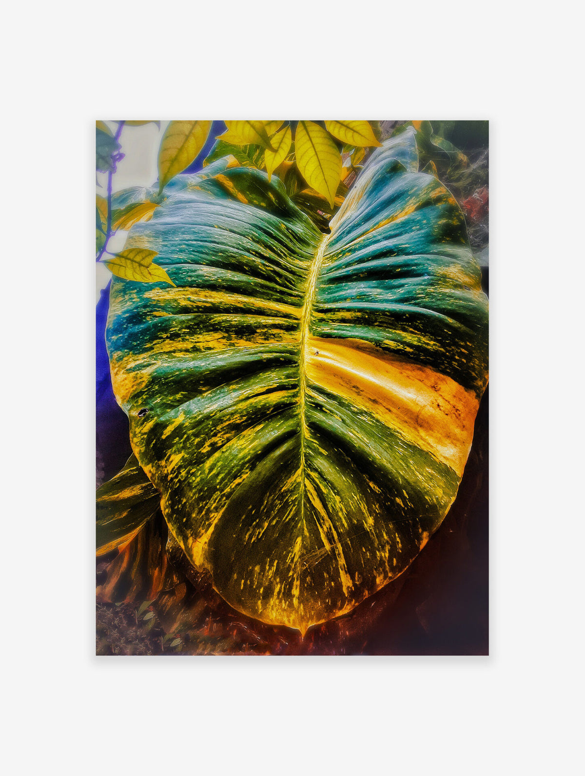 Photographic Leaf Poster, Leaf Print