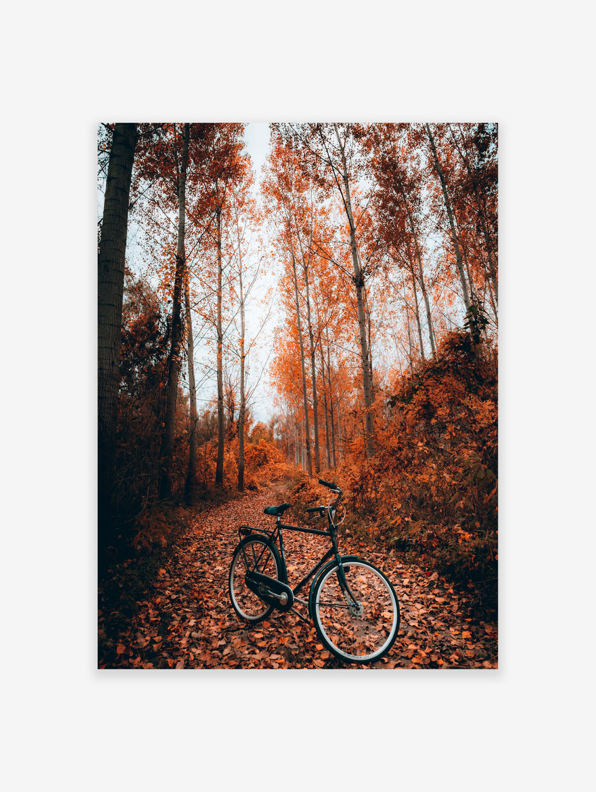 Autumn Forest Poster, Photographic Forest Print