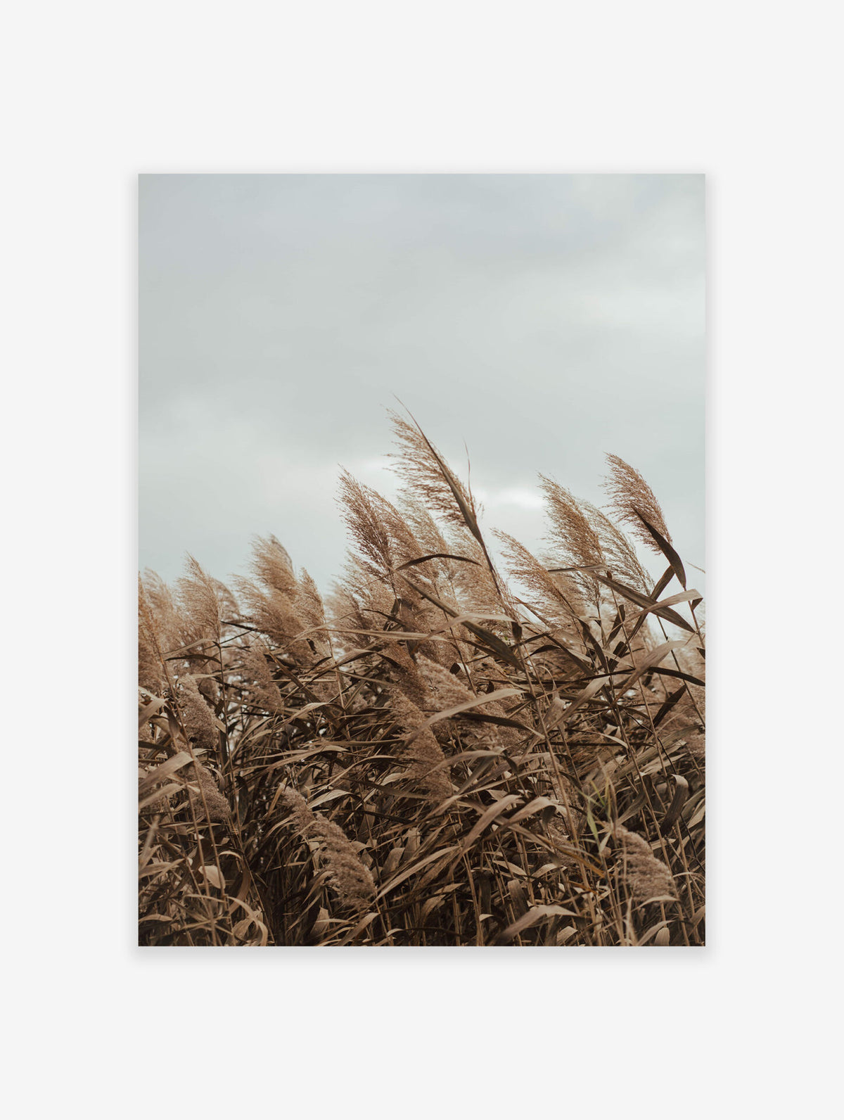 Field of Grain Poster, Photographic Field Print