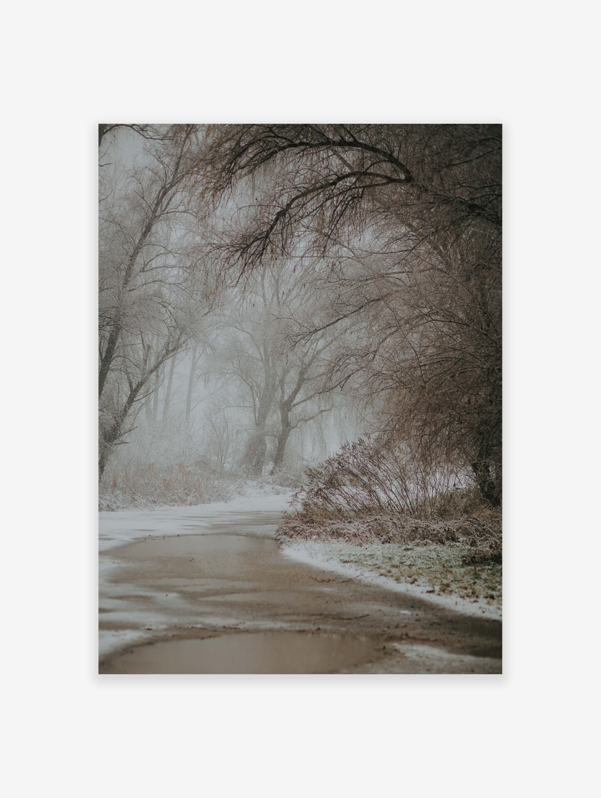 Photographic Forest Poster, Forest Photo Print