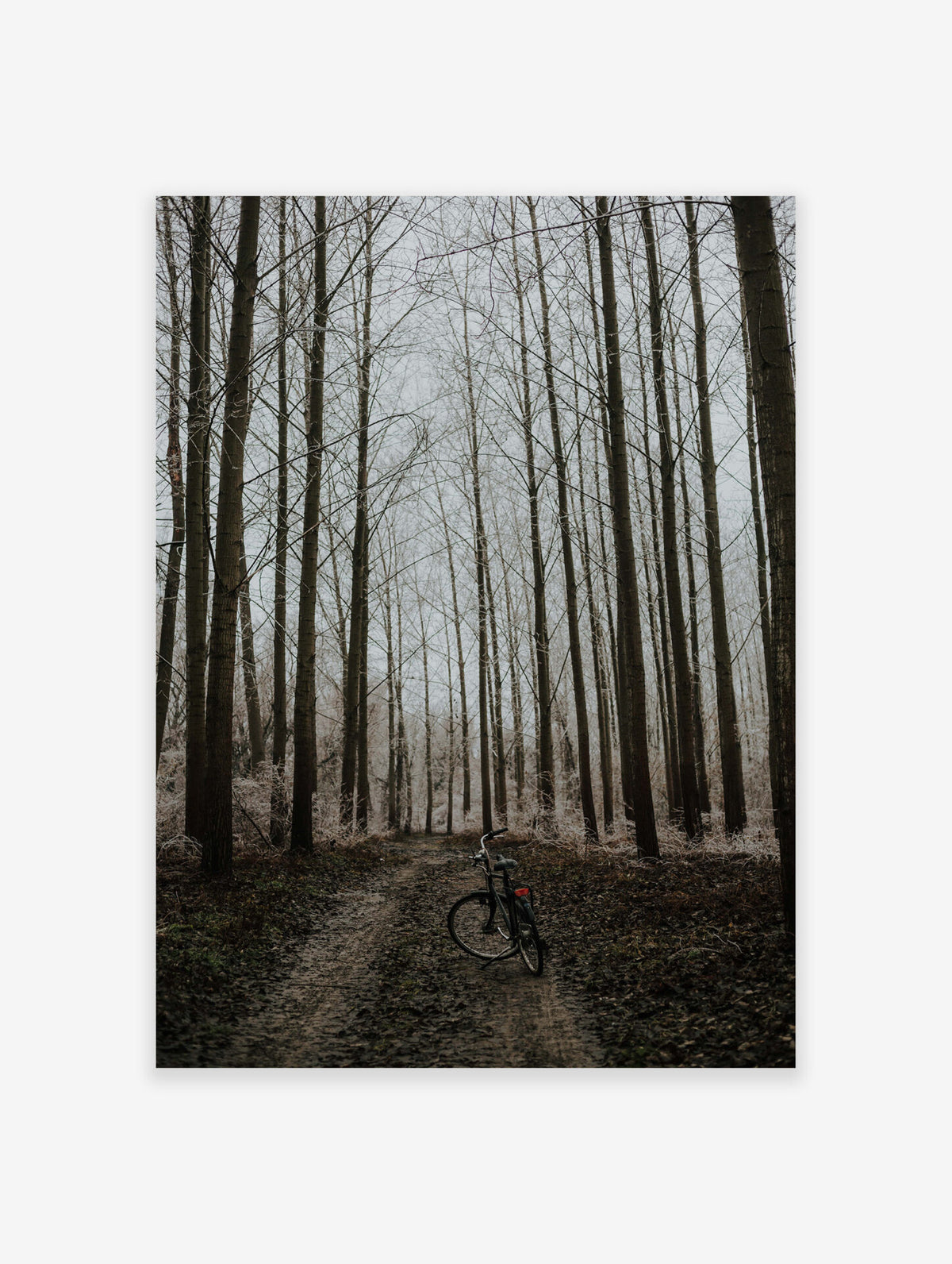 Black and White Forest Poster, Forest Photo Print