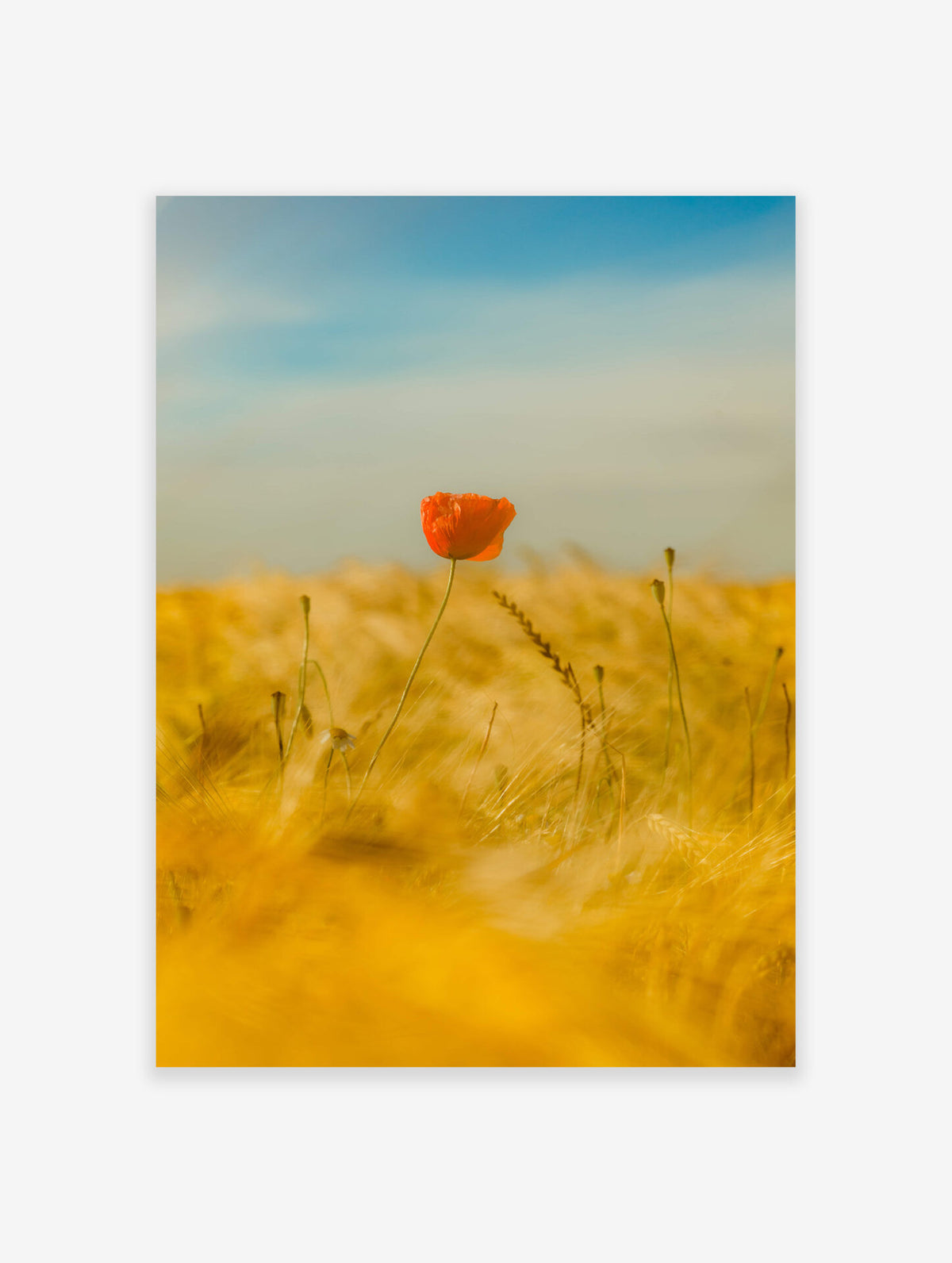 Poppy Poster, Poppy Field Photo Print