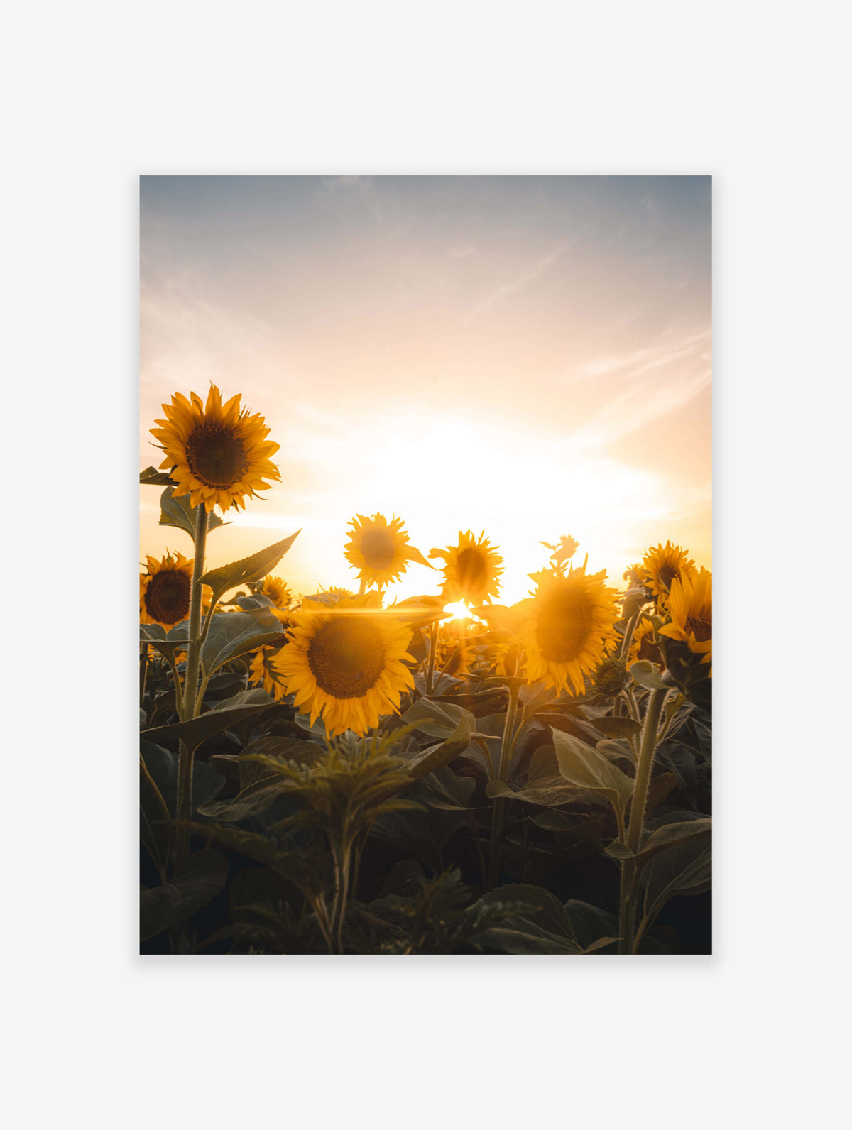 Sunflower Poster, Sunflower Photo Print