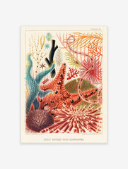 Sea Life Poster, Coral Print