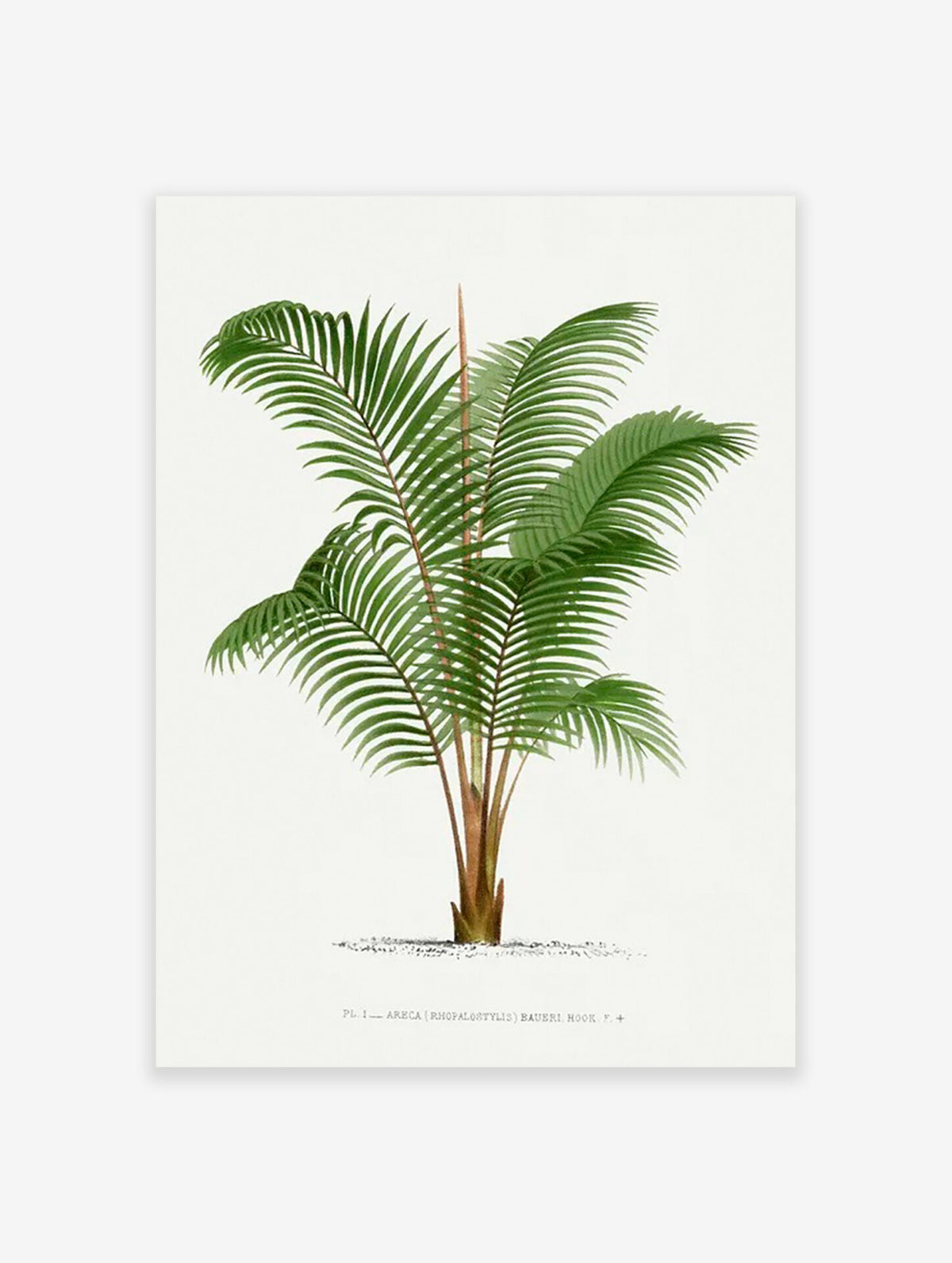 Palm Tree Poster, Tropical Art Print