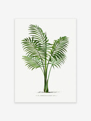 Palm Tree Poster, Tropical Art Print