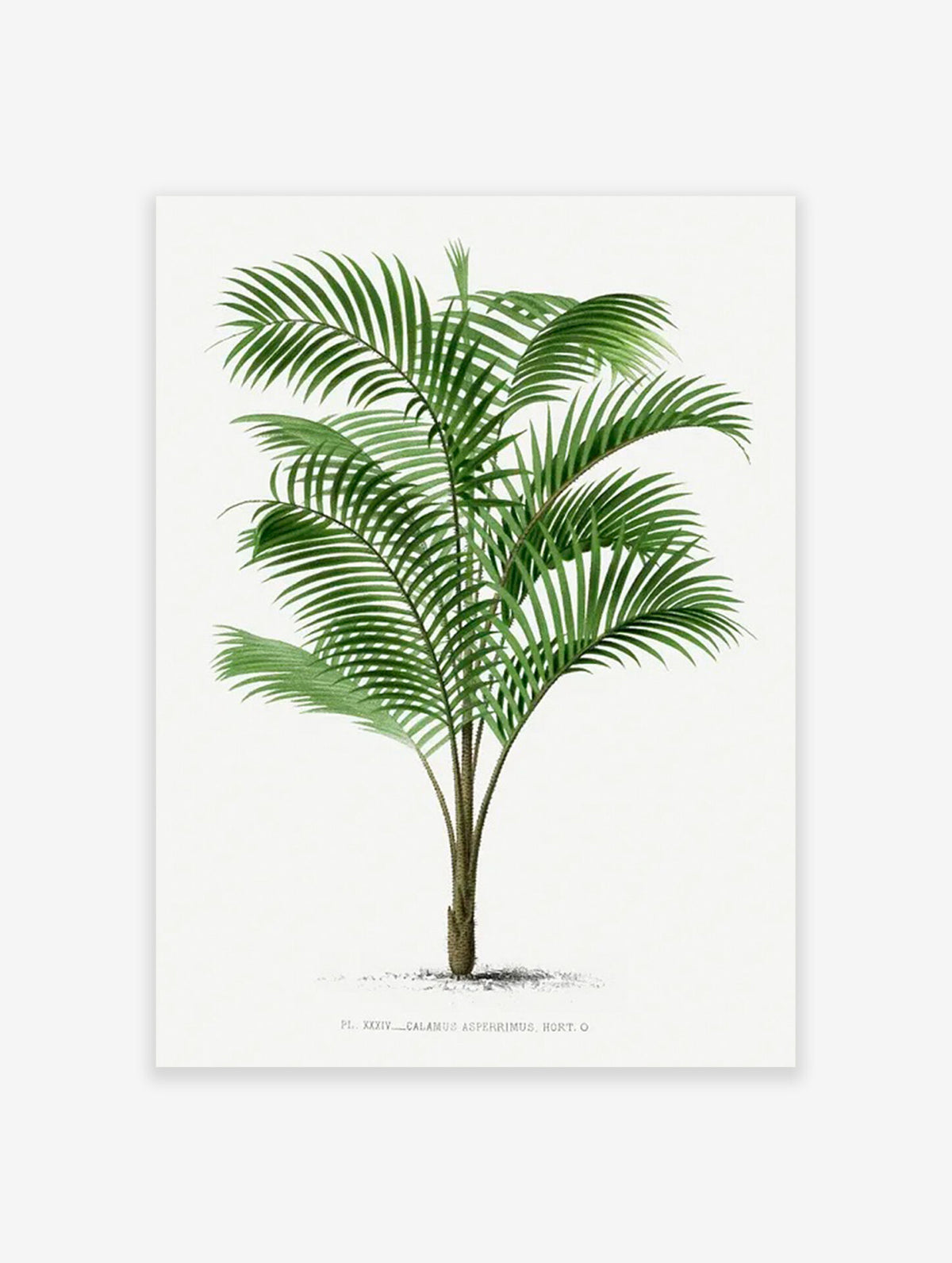 Palm Tree Poster, Tropical Art Print